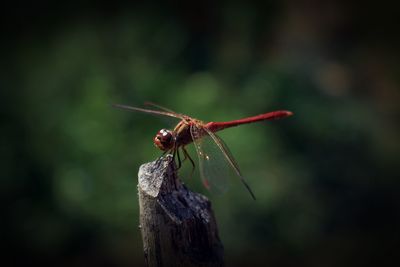 Close-up of dragonfly on plant