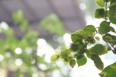 Close-up of green leaves on branch