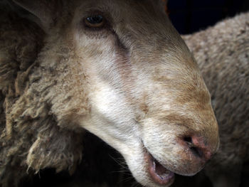 Close-up of sheep in pen