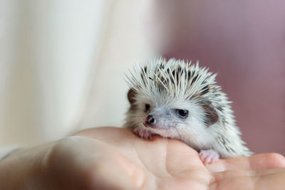 Girl holds cute hedgehog in her hands. portrait of pretty curious muzzle of animal. favorite pets. 