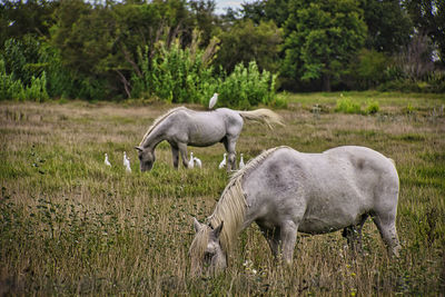 Camargue-horses grazing in a field