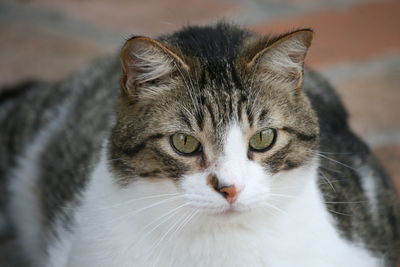 Close-up portrait of a cat