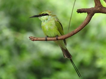 Close-up of bird perching on branch