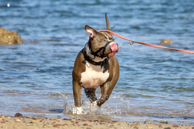 Portrait of a dog running in lake