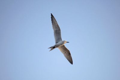 Low angle view of seagull flying against clear blue sky