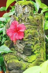 Close-up of pink flower blooming outdoors