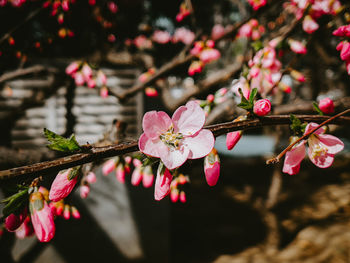 Close-up of cherry blossoms in spring