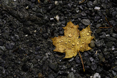 Close-up of yellow leaf
