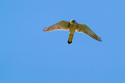 Low angle view of eagle flying against clear blue sky