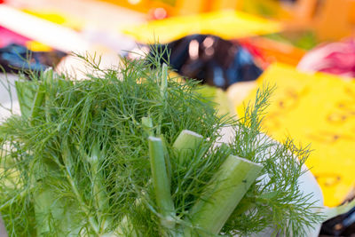 Close-up of plants in market stall
