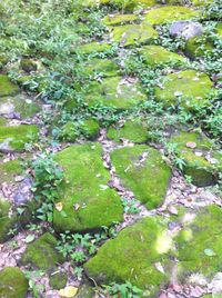 Full frame shot of plants growing on land