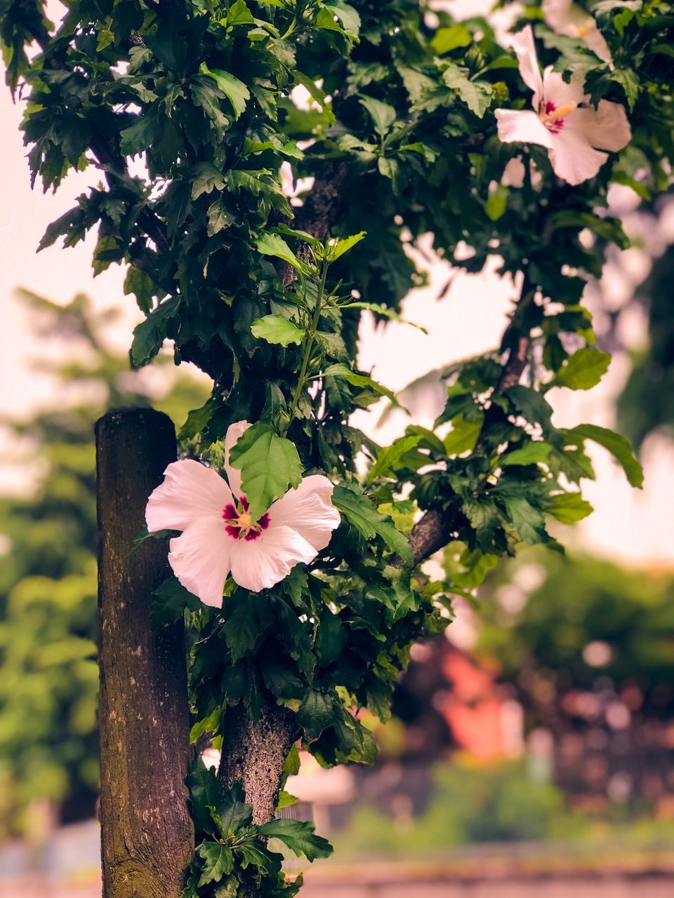 CLOSE-UP OF PINK CHERRY BLOSSOM PLANT