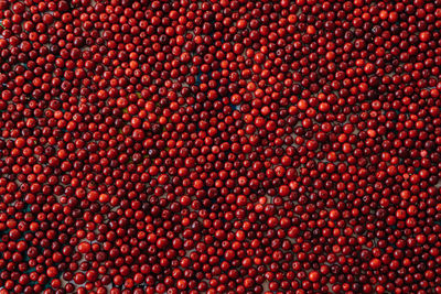 Full frame shot of cranberries 