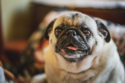 Close-up of dog at home