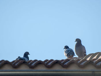 Low angle view of birds perching on roof