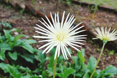 Close-up of flower blooming outdoors