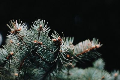 Close-up of succulent plant