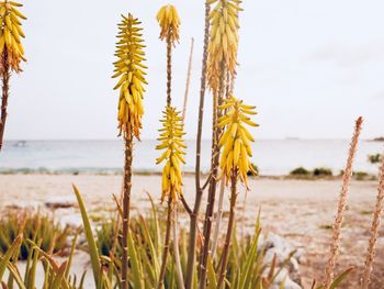 Close-up of plants on beach against sky