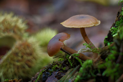 Close-up of mushroom growing on tree