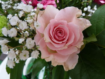 Close-up of pink roses