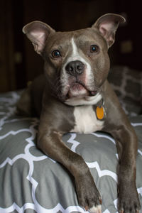 Portrait of dog on bed at home