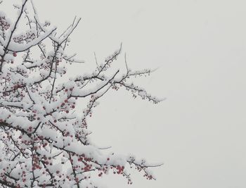 Low angle view of bare tree against sky