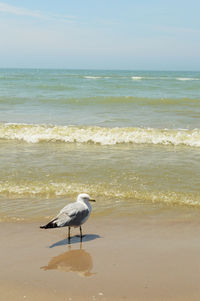 Seagull on beach