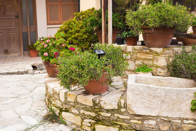 Potted plants on footpath by building