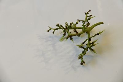 Close-up of snow on plant