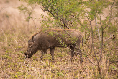 Side view of an animal on field