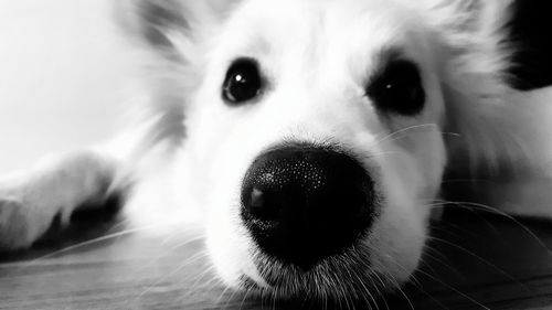 Close-up portrait of dog
