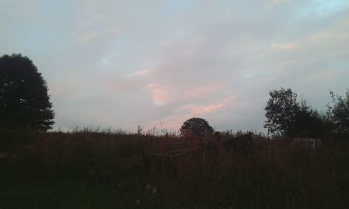 Silhouette of trees on landscape