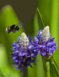 Close-up of bee on purple flower