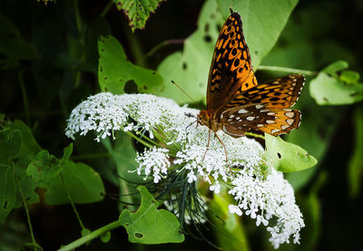 Close-up of butterfly pollinating on flower