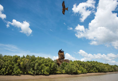 Low angle view of bird flying in sky