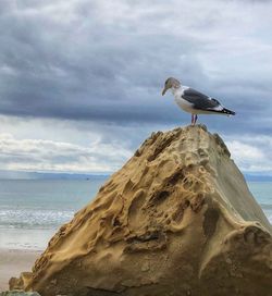 Seagull perching on rock by sea against sky