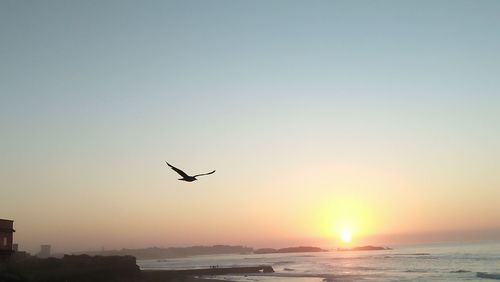 Seagull flying over sea against sky during sunset