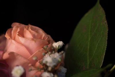 Close-up of flower against black background