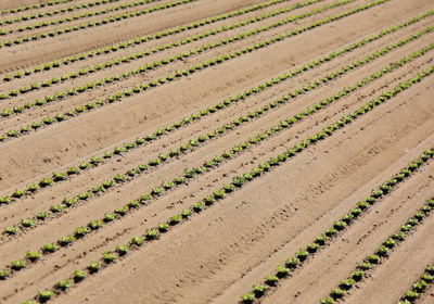 Full frame shot of agricultural field