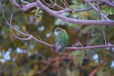 Close-up of bird perching on branch