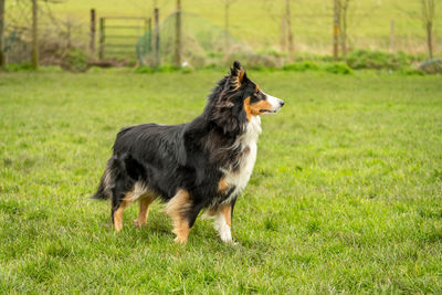 Full length of a dog running on grassy field