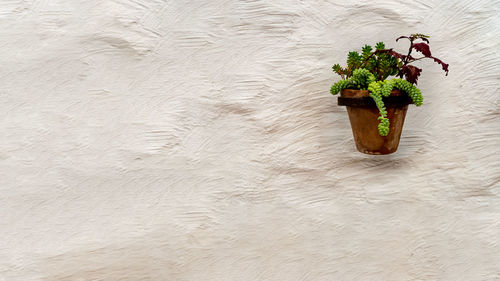 Plant pot hanging on stucco effect wall in top right corner