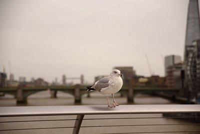 Seagull perching on retaining wall against clear sky