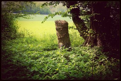 Plants growing on field