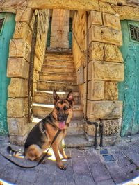 Fish-eye lens shot of dog sticking out tongue while sitting by steps