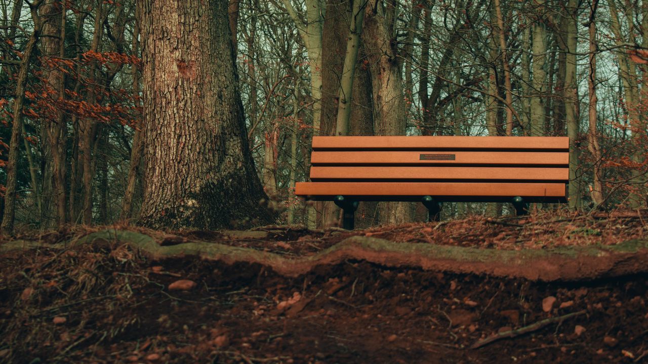 EMPTY BENCH BY TREES IN FOREST