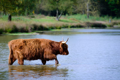 Highland cattle crossing river