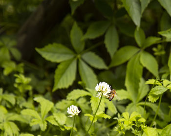 Close-up of flowering plant