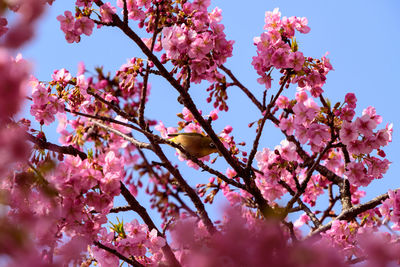 Low angle view of pink cherry blossoms in spring