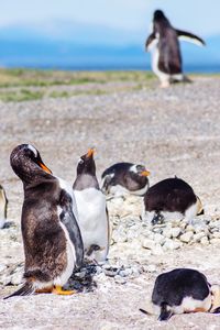 View of birds on beach